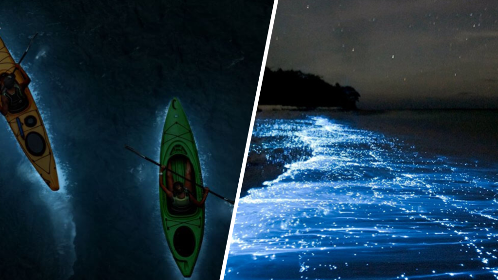 Cat Ba Plankton Tour – Awakening the Magical Beauty of Lan Ha Bay